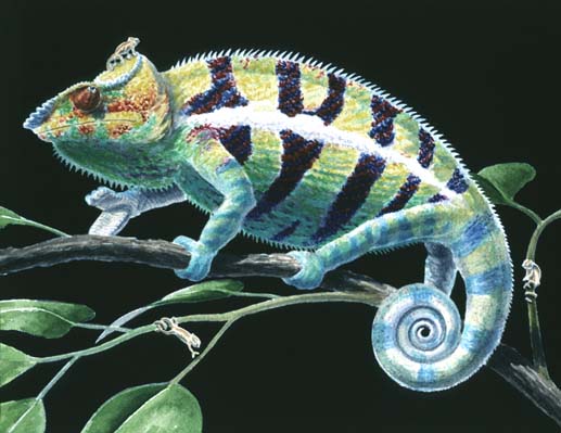 Chameleon with Babies