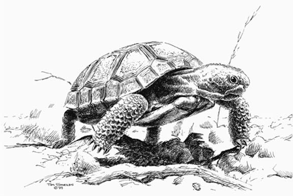 Tortoise ATV